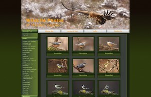 MladVas WildLife Photos of birds, mammals, landscapes, insects, flowers - wildlife photography of Mladen Vasilev :: пвьаэьяусвавсое ъдп младжасвилдлифе цом младвасшилдлифе цом